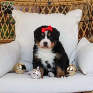 Princess Star, Bernese Mountain Dog Puppy